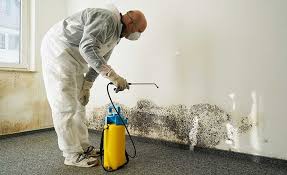 Reliable Hillcrest, NY Mold Remediation Solutions